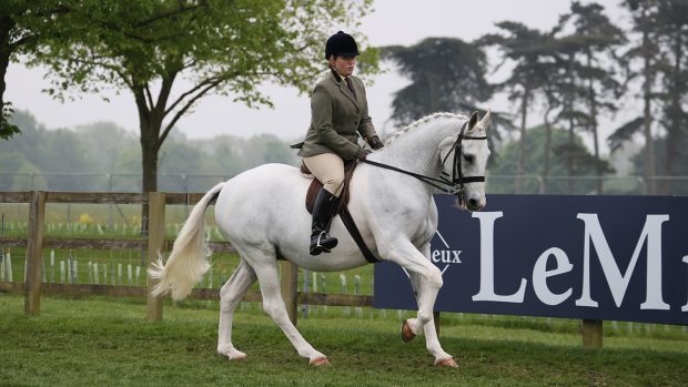 2024 Royal Windsor senior ridden horse championship