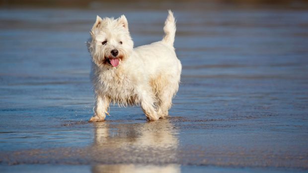 West Highland White Terrier on the beach