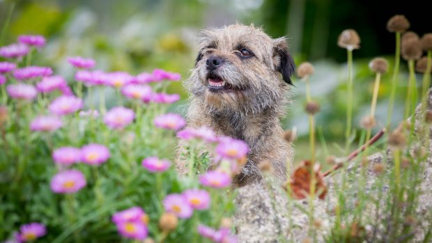 Border terrier in garden with flowers