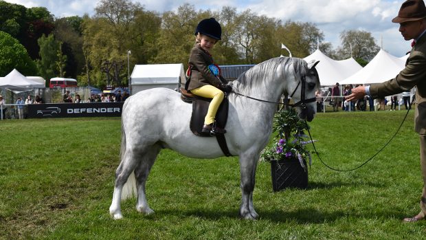 Russell Marks wil be judging ponies like this grey Welsh section A lead rein pony, pictures at Royal Windsor 2024.