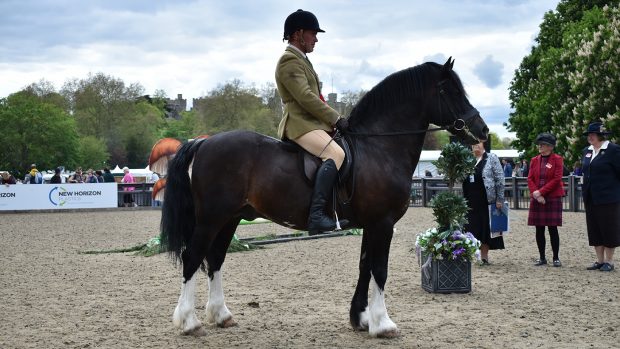 2024 royal windsor m&M working hunter pony champion Dycott Welsh King