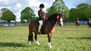 ‘She’s a proper first pony’: little mare gives jockey a sweet win on his showing comeback