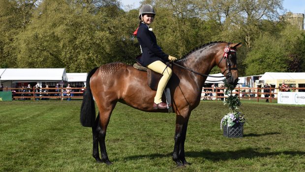Royal Windsor novice show pony champion