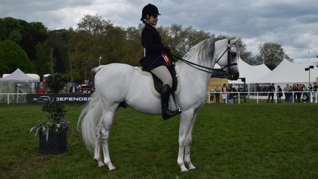 Arimathea, 2024 Royal Windsor ridden Arab champion