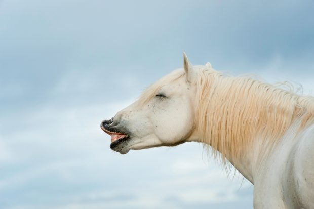 Head and shoulders of white horse appearing to be sneezing, laughing or singing or hiding with eyes closed