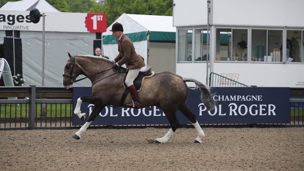 ROYAL WINDSOR WORKING SHOW HORSE WINNER BASTILLE