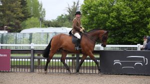 2024 Royal Windsor novice hunter champion Flash Point