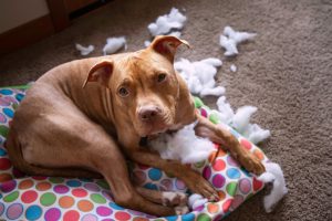 Dog looking guilty on chewed dog bed