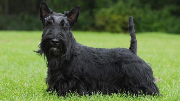 Scottish terrier, black, in grassy field