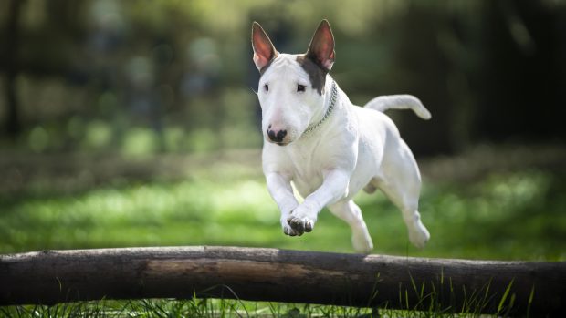 Bull terrier