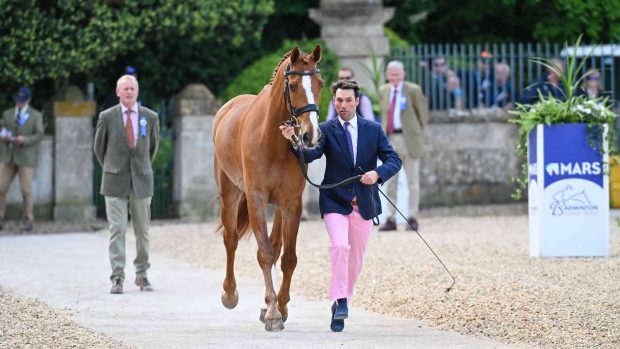 Badminton Horse Trials Harry Meade withdrawn two horses including Red Kite, pictured at the trot-up