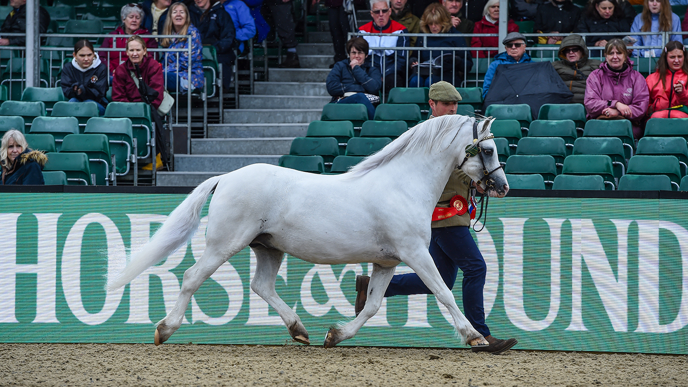 2024 Royal Windsor M&M ultimate in-hand effects