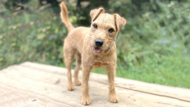 Lakeland terrier