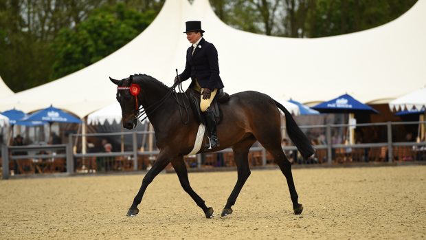 2024 Royal Windsor hack championship WINNER Shildons Plan B