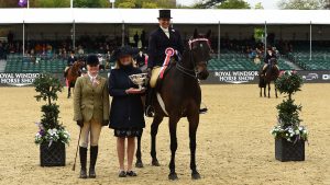 Shildons Plan B, owned by Ami Miller and exhibited by Jo Bates at the Royal Windsor Horse Show 2024