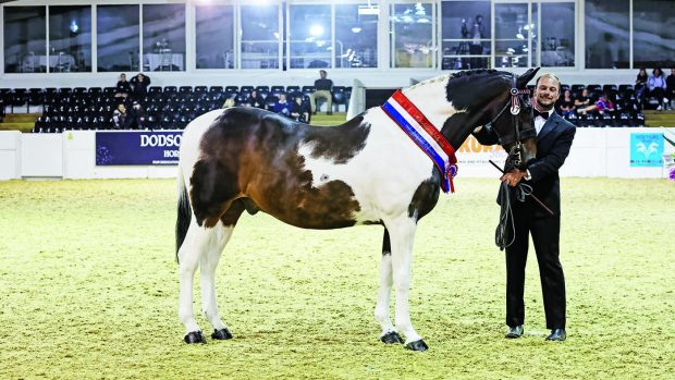 Star Dream at the 2019 CHAPS championships