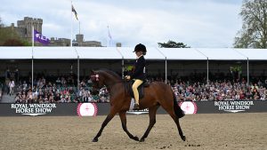 Stoneleigh Showtime trots across the main arena at Royal Windsor in front of the stands with Windsor castle behind.
