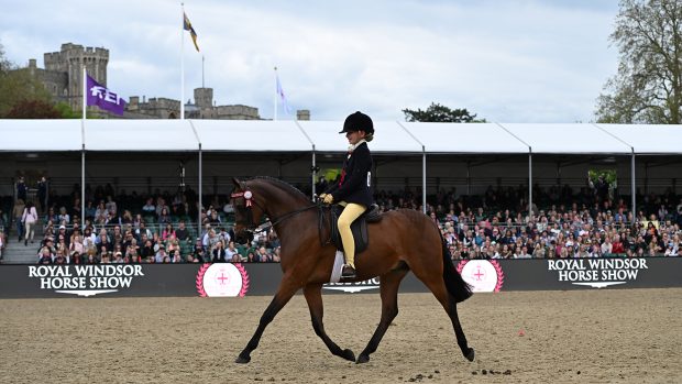 Stoneleigh Showtime trots across the main arena at Royal Windsor in front of the stands with Windsor castle behind.