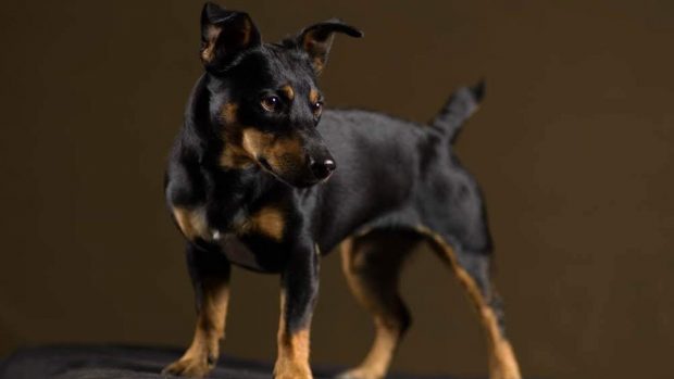 Jack Russell Terrier