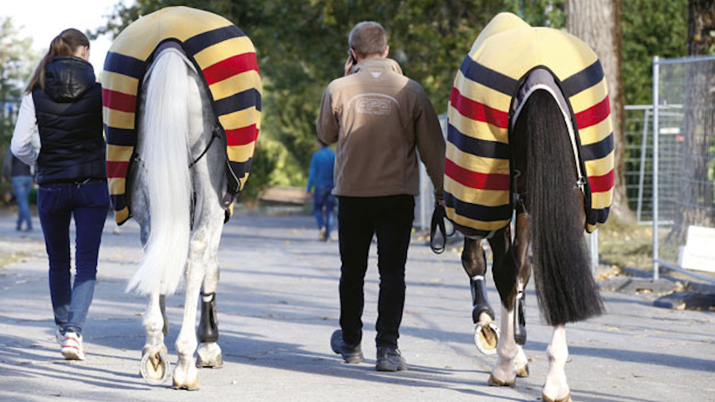 ‘Love for horses drives you on’: best showjumping determine backs world grooms
