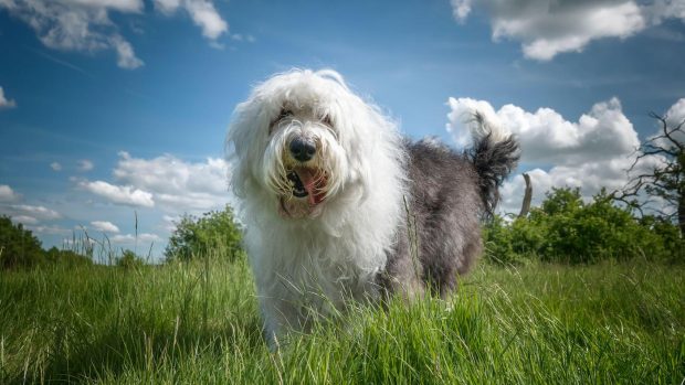 Old English Sheepdog