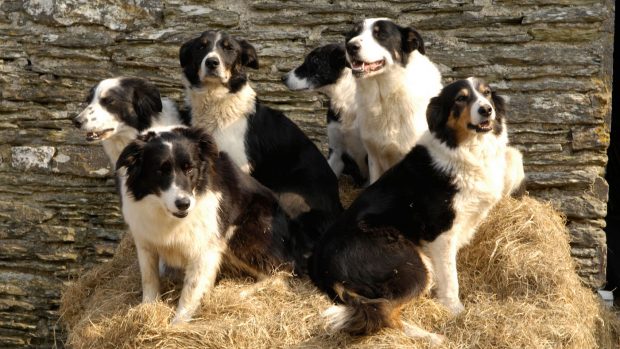 A group of sheepdogs, pastoral dog breeds, sitting on a bale of straw