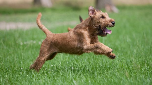 Irish terrier running