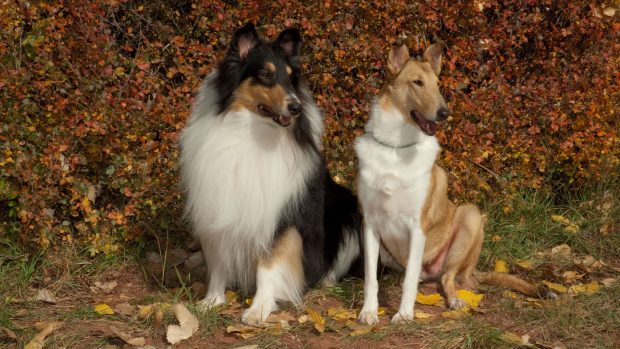 Rough and smooth collie