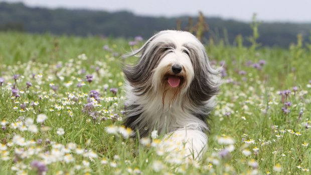 Bearded collie in a flower meadow