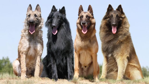 Four Belgian Shepherd dogs