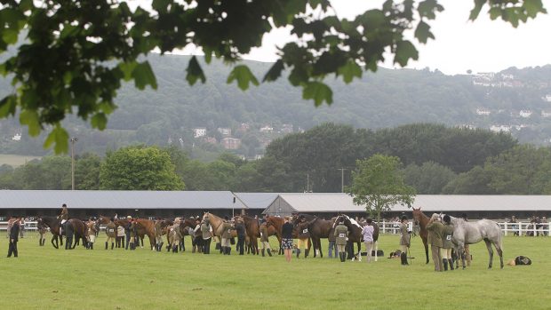 A distance view of the large riding horse class at Royal Three Counties