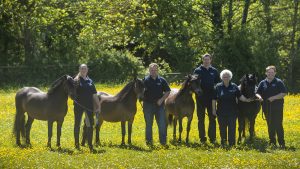 the newoak stud has 20 ponies donning their prefix heading to the 2024 RIHS final
