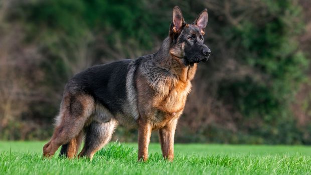 German Shepherd Dog