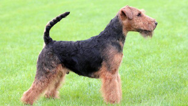 Welsh terrier