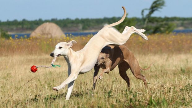 Two healthy whippets playing: they often need the best dog food for weight gain