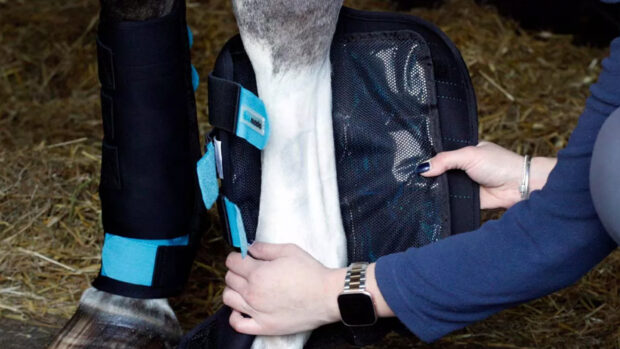 Close up of ice boots being applied to horse’s leg