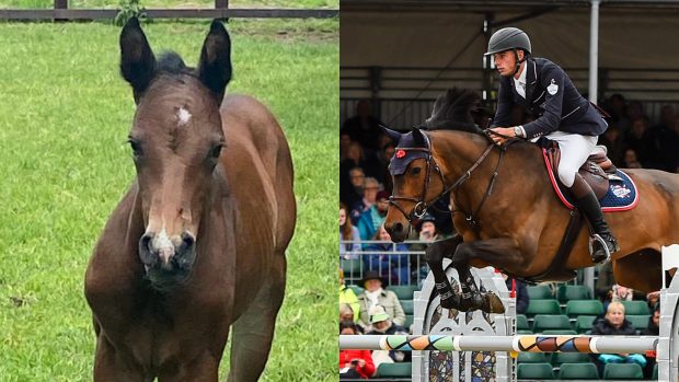 Joe Stockdale's top mare Equine America Cacharel's first foal arrives