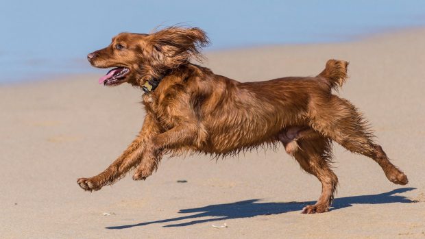 Healthy dog: supplements for weight gain