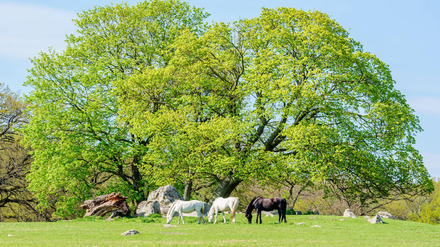 ‘Being concerned image’ as homeowners pass with out meals to feed their horses