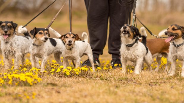 Terrier breeds: five Jack Russells