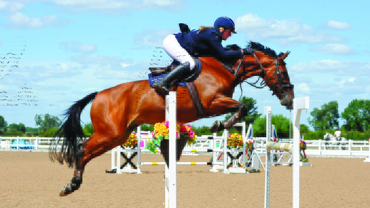 ‘I like him, he’s the most productive’: tiny equine celebrity retires sound and glad elderly 21