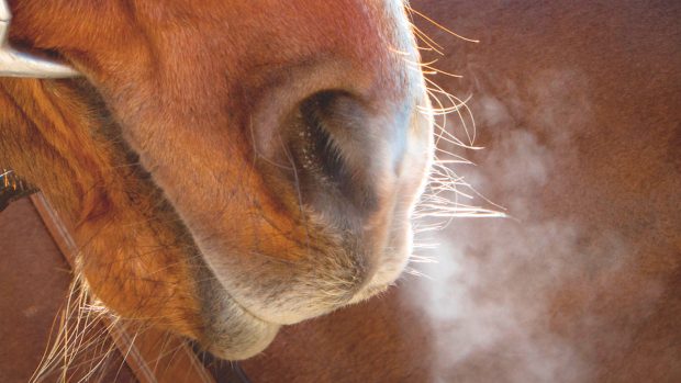 Whisker trimming will be banned in British racing from 1 July.
