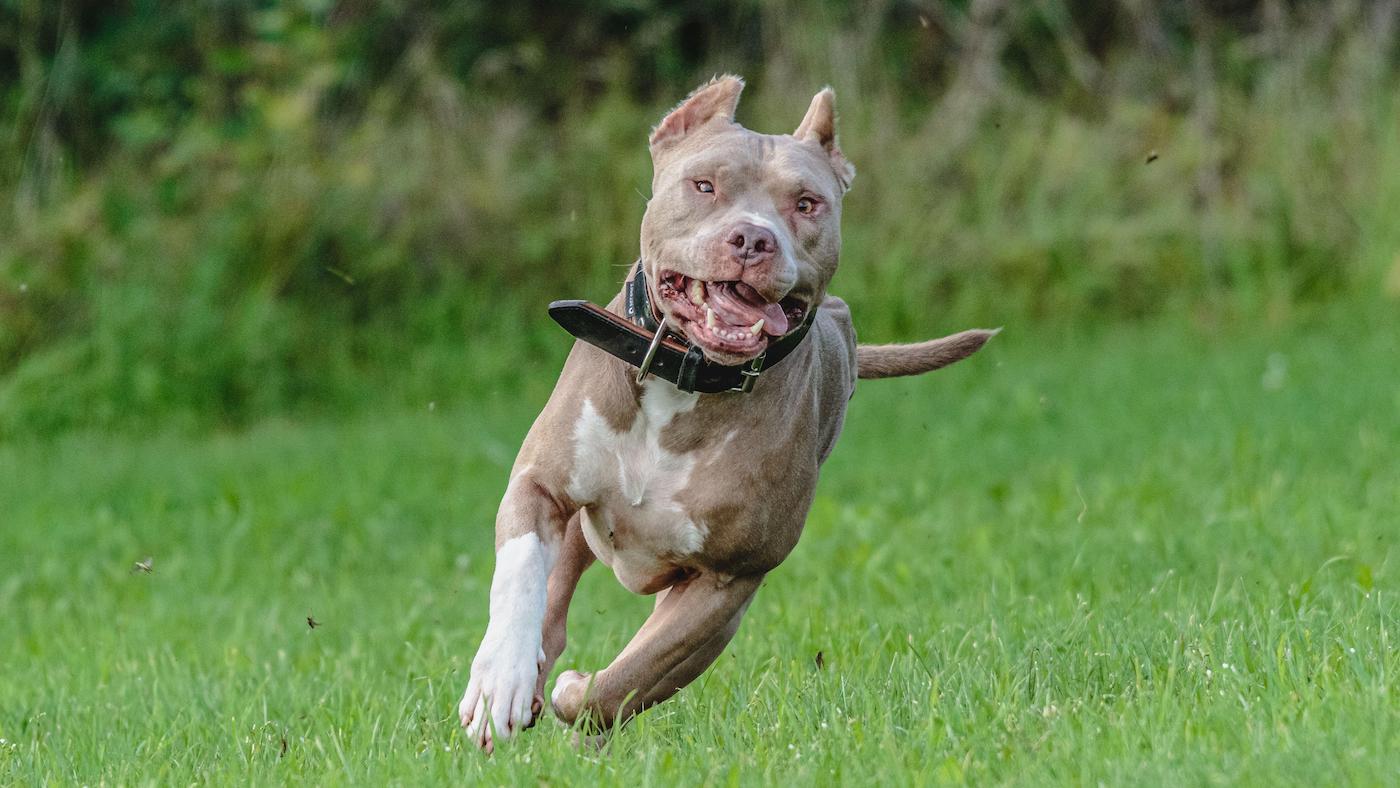Pit bull terrier is one of the banned dog breeds in the UK