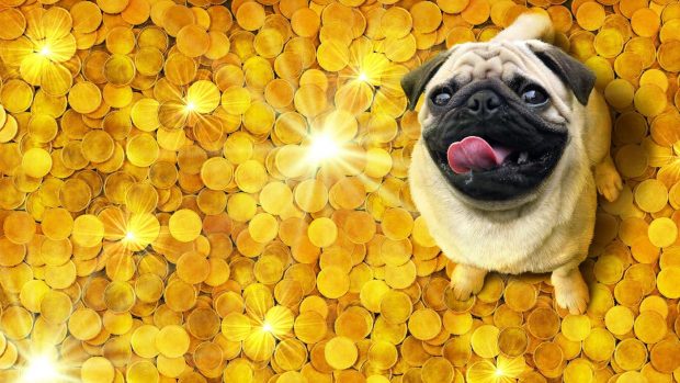 The cost of owning a dog: pug sitting on piles of golden coins