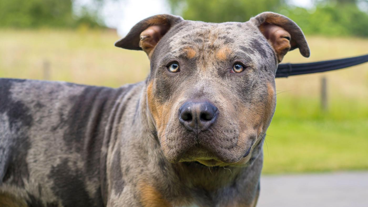 XL Bully is the latest dog breed to be banned in the UK
