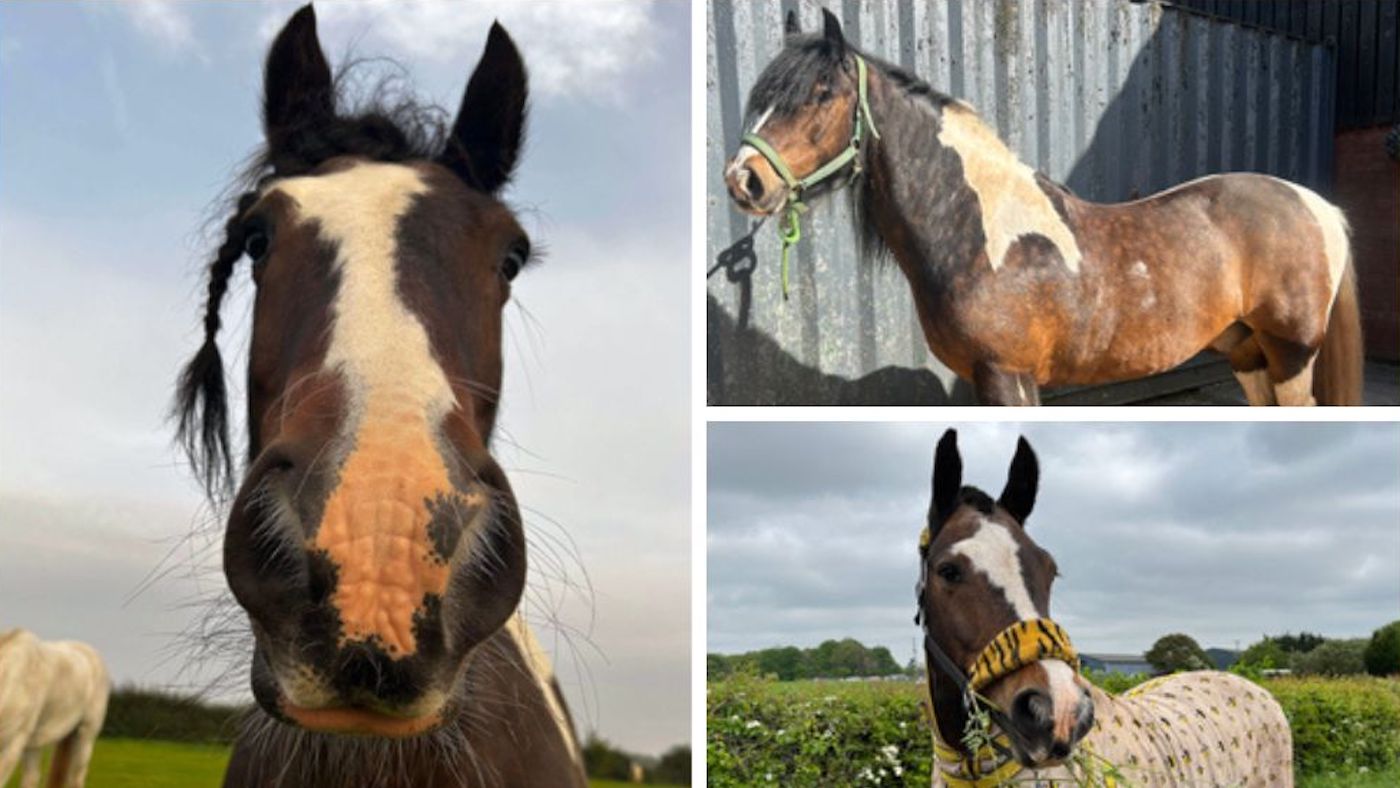 ‘A sickening, heartless attack’: homeowners warned after horse discovered useless and mutilated in his box