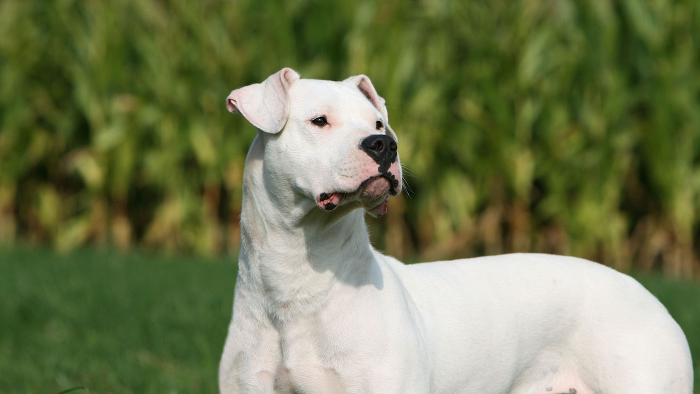 Dogo Argentino is among the breeds banned in the UK