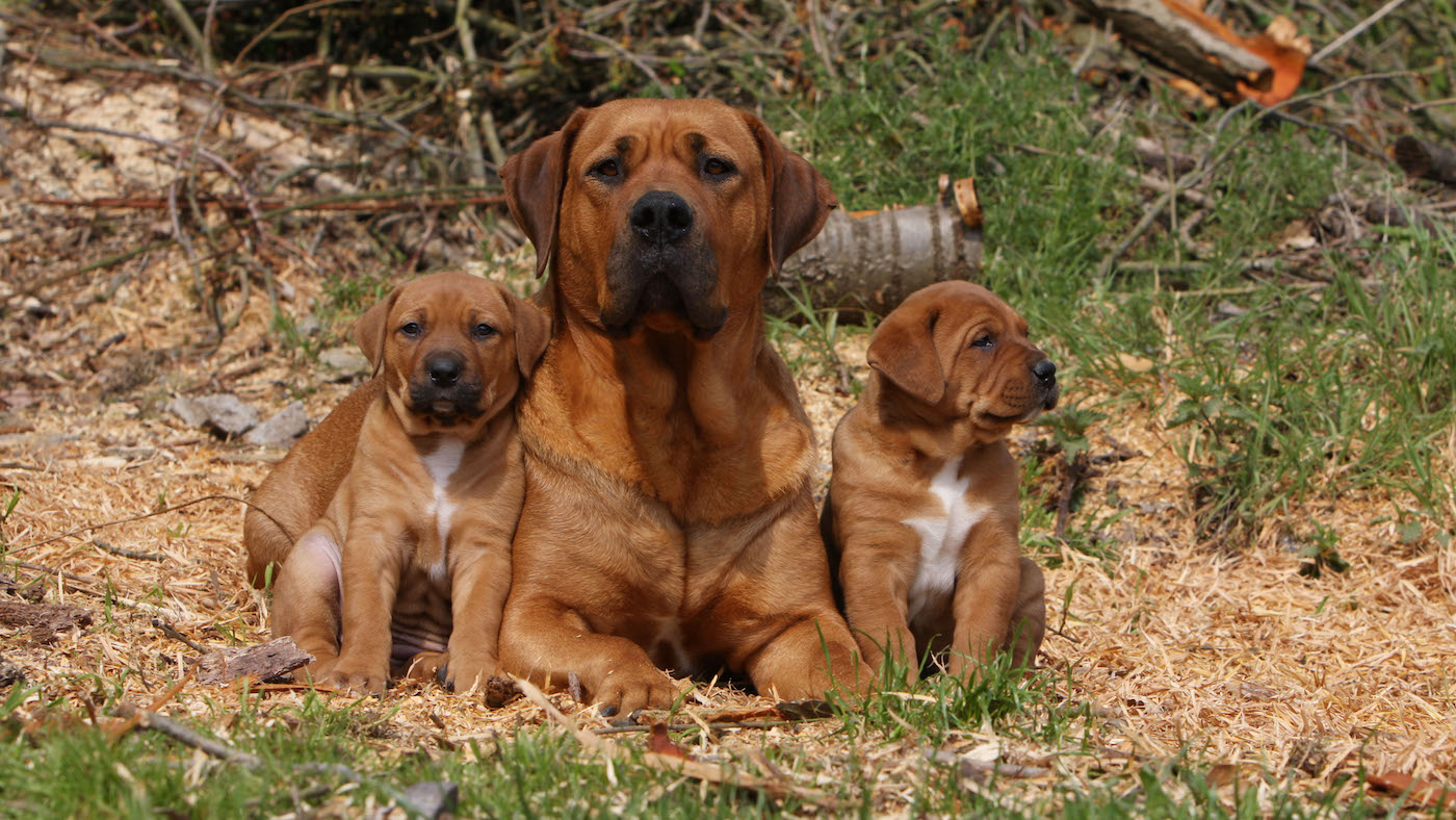 Japanese Tosa dog with puppies