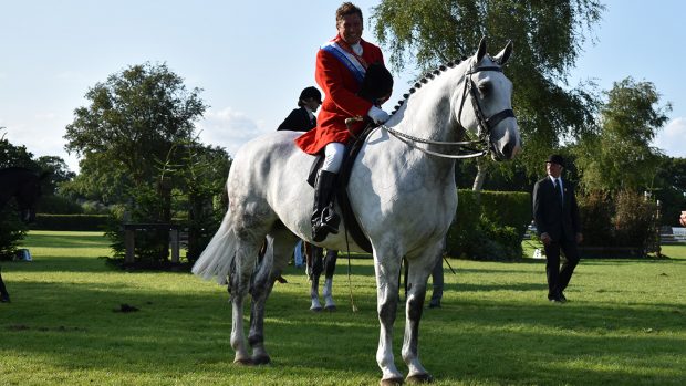 Grey Irish Draught Dowdstown Purple and Jono Fryer smile for cameras win the 2024 Royal International amateur hunters, judged in 2025 by Lesley Whitehall