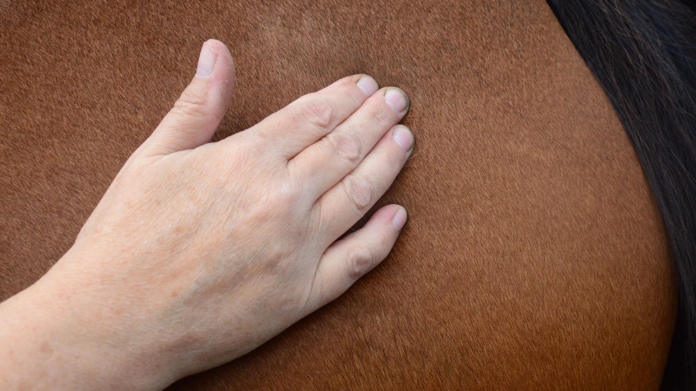 The right way to relieve stress in horses – knowledgeable’s simple approach